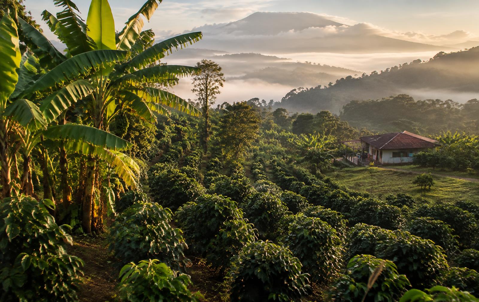 Cafetal y platanal en una finca de montaña en Costa Rica